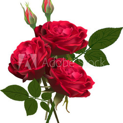 three red roses bunch isolated on white