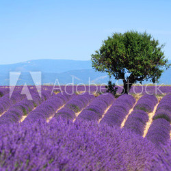 Lavender field. The plateau of Valensole in Provence