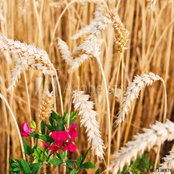 Kornfeld mit Blume