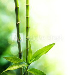 two bamboo stalks and light beam