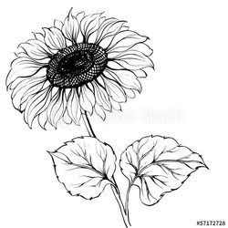 Sunflower isolated