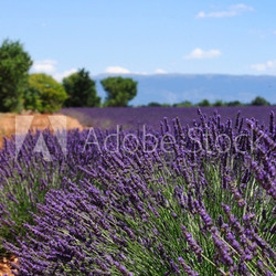 Field of lavender. Provence, France