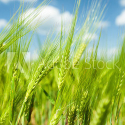 Sunny green wheat field closeup