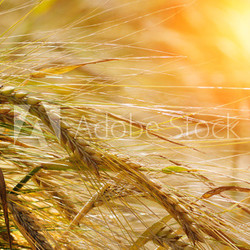 Wheat background