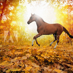 Horse in fall park