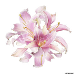 The beautiful bouquet pink lily on a white background