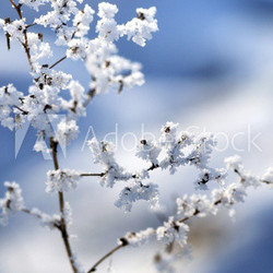 Winterlicher Blumenhintergrund