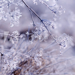 Winter floral background