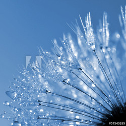dewy dandelion
