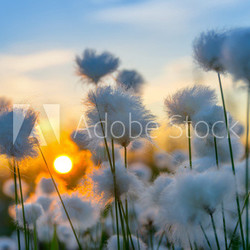 Cotton grass on a background of the sunset sky
