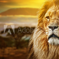 Lion portrait on savanna background and Mount Kilimanjaro