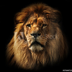 Lion portrait with rich mane on black