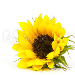 sunflower on white background (Helianthus)
