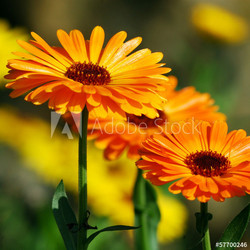 Marigold (Calendula officinalis)