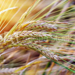 Wheat background