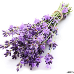 Bunch of lavender.