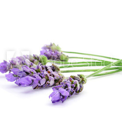lavender flowers