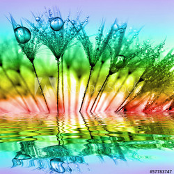 dewy dandelion
