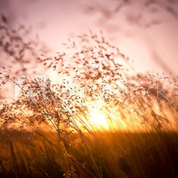 Summer Dry Grass