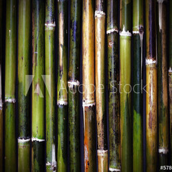old bamboo texture