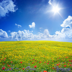 yellow field in serene scene