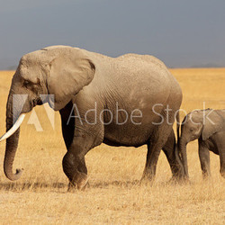 African elephant with calf, Amboseli National Park