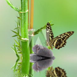 concept nature aquatique détente zen