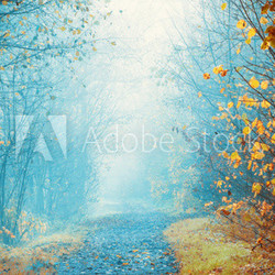 Foggy day in autumn