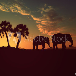 Elephants