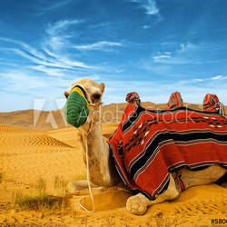 Tourist camel on sand dunes in the desert