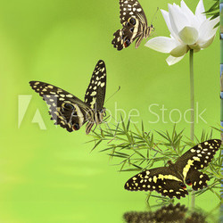 décor aquatique relaxant : lotus, papillons, bambou