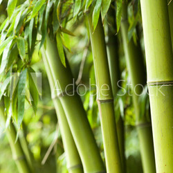 Bamboo forest background