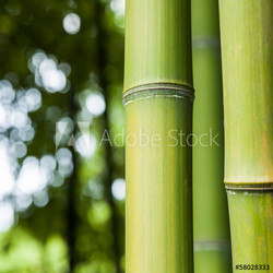 Bamboo forest background