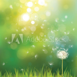 Vector of spring background with white dandelion.