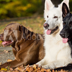 Brauner Labrador mit zwei Schäfern