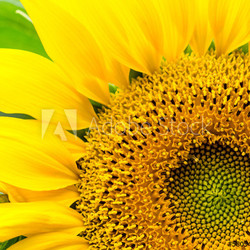 Sonnenblume, ganz nah :)