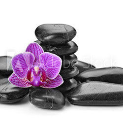 orchid