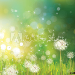 Vector of spring background with white dandelions.