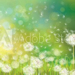 Vector of spring background with white dandelions.
