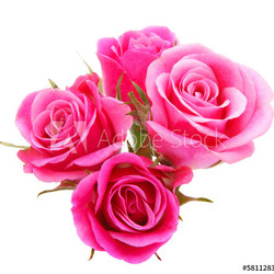 Pink rose flower bouquet isolated on white background cutout