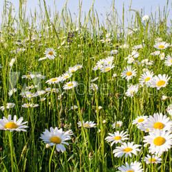 Margeriten