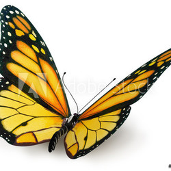 butterfly