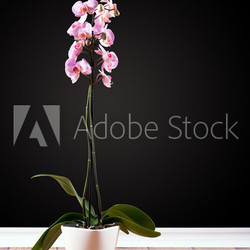 Orchidee im Topf vor schwarzer Wand