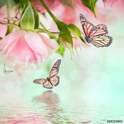 Beautiful roses and butterfly, flower, floral background