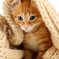 Cute little red kitten close up