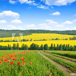 Spring landscape
