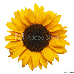 Sun Flower