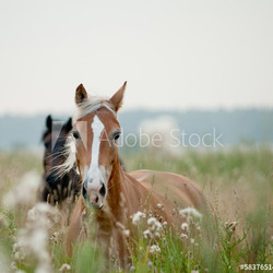 horses in field
