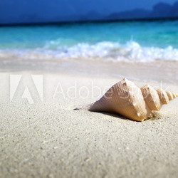 seashell on the beach (shallow DOF)