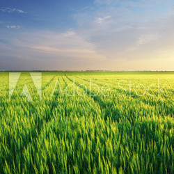 Meadow of wheat